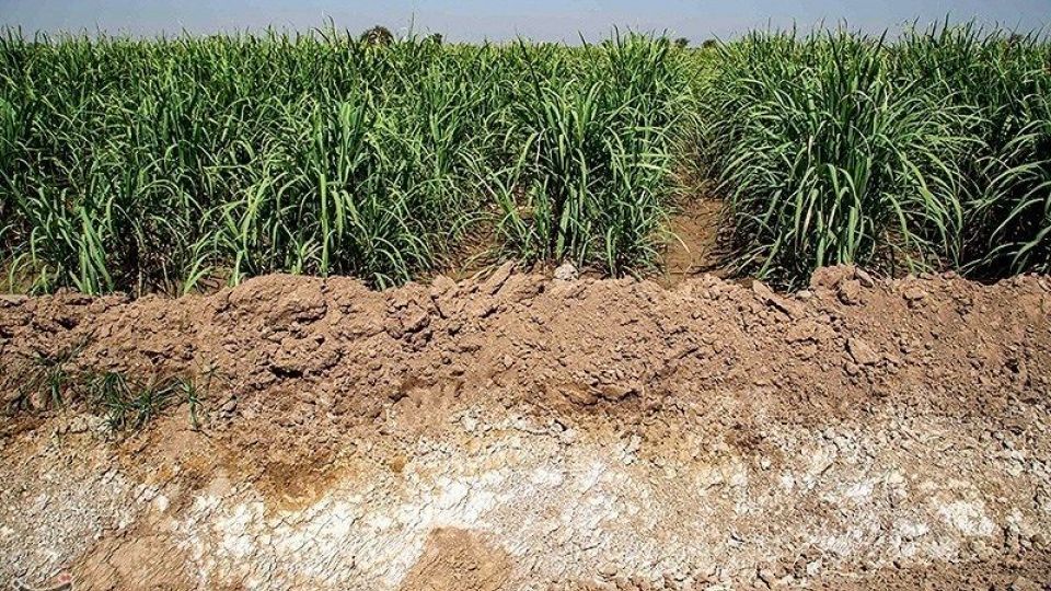 تشنگی مزارع نیشکر هفت تپه تشنگی مزارع نیشکر هفت تپه