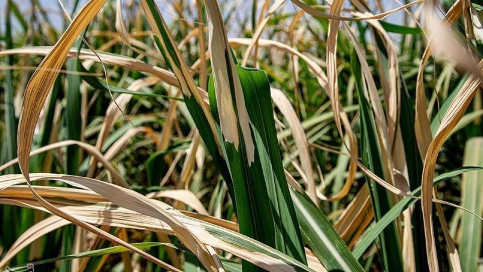 تشنگی مزارع نیشکر هفت تپه تشنگی مزارع نیشکر هفت تپه