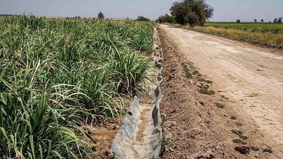 تشنگی مزارع نیشکر هفت تپه تشنگی مزارع نیشکر هفت تپه