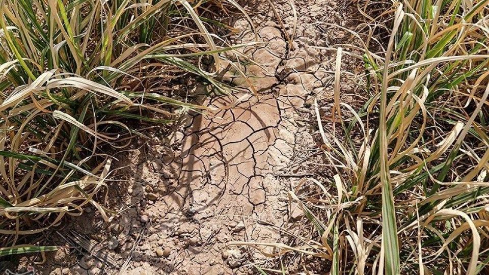 تشنگی مزارع نیشکر هفت تپه تشنگی مزارع نیشکر هفت تپه