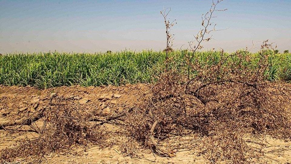 تشنگی مزارع نیشکر هفت تپه تشنگی مزارع نیشکر هفت تپه