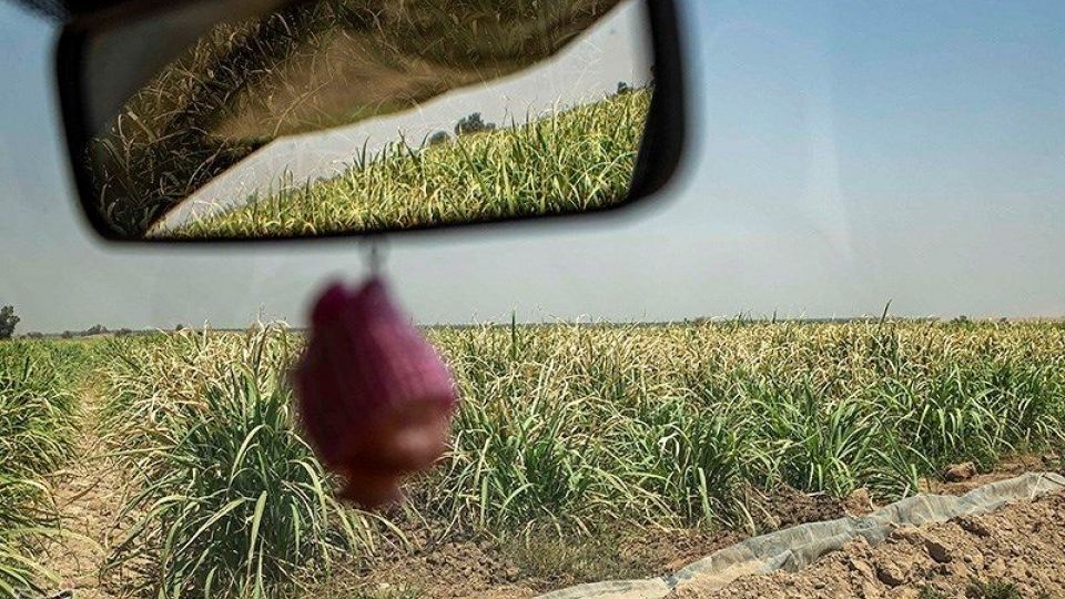 تشنگی مزارع نیشکر هفت تپه تشنگی مزارع نیشکر هفت تپه