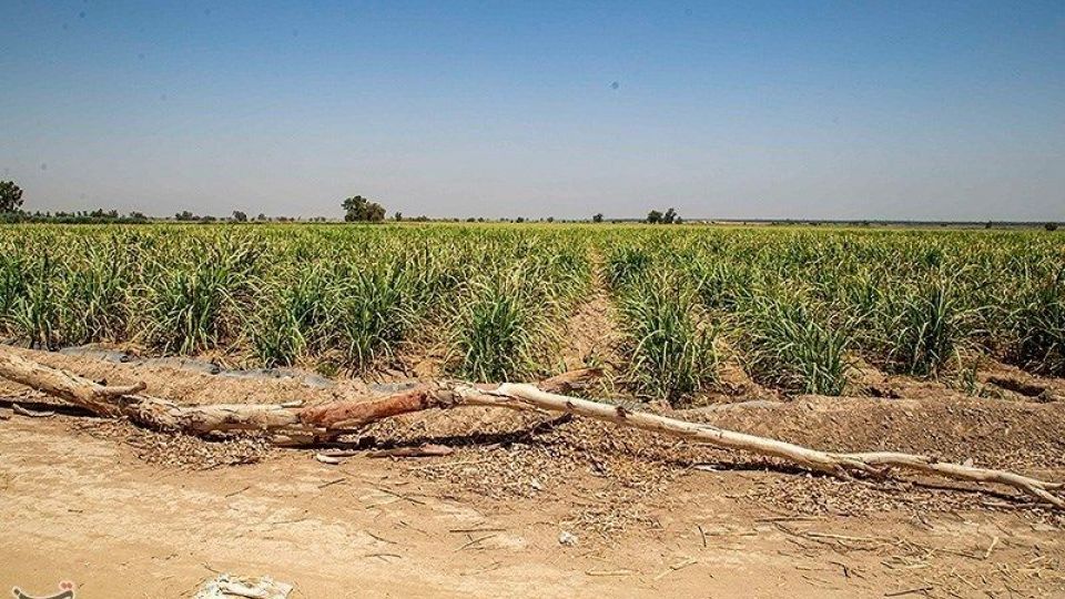 تشنگی مزارع نیشکر هفت تپه تشنگی مزارع نیشکر هفت تپه