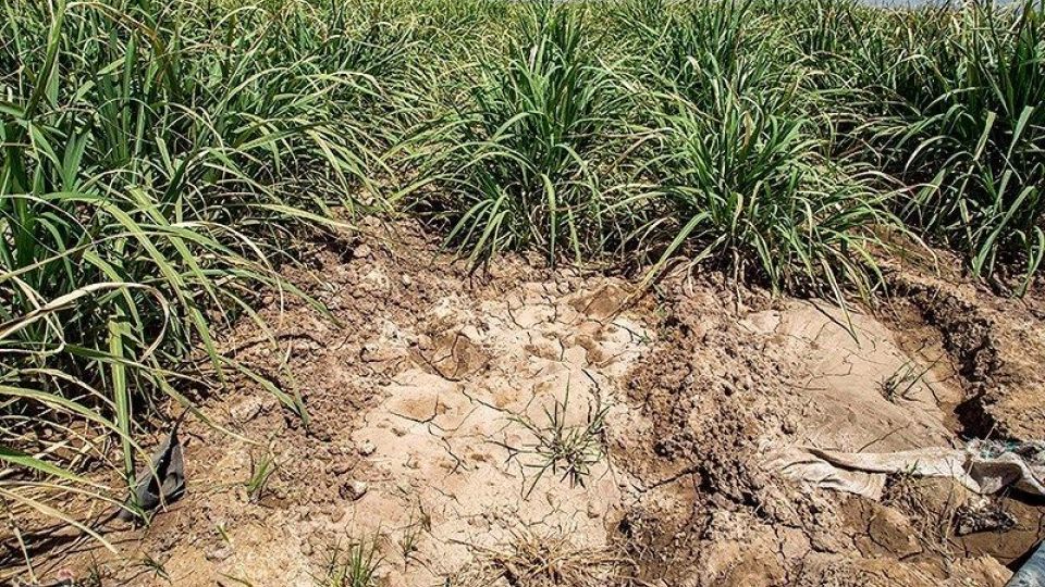 تشنگی مزارع نیشکر هفت تپه تشنگی مزارع نیشکر هفت تپه