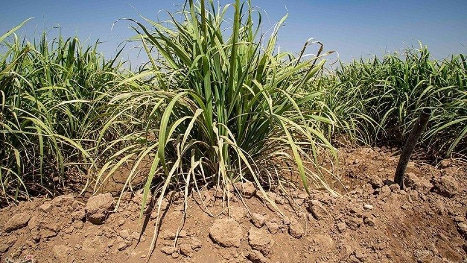 تشنگی مزارع نیشکر هفت تپه تشنگی مزارع نیشکر هفت تپه