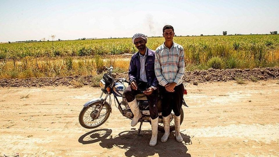 تشنگی مزارع نیشکر هفت تپه تشنگی مزارع نیشکر هفت تپه