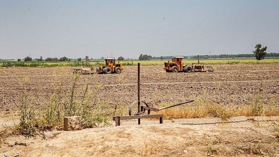 تشنگی مزارع نیشکر هفت تپه تشنگی مزارع نیشکر هفت تپه