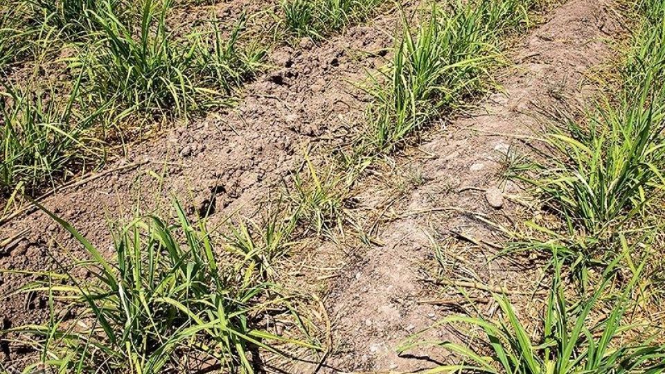 تشنگی مزارع نیشکر هفت تپه تشنگی مزارع نیشکر هفت تپه