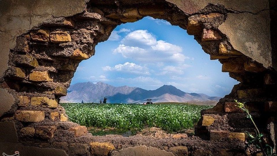 مزارع گشنیز در سلسله و دلفان مزارع گشنیز در سلسله و دلفان