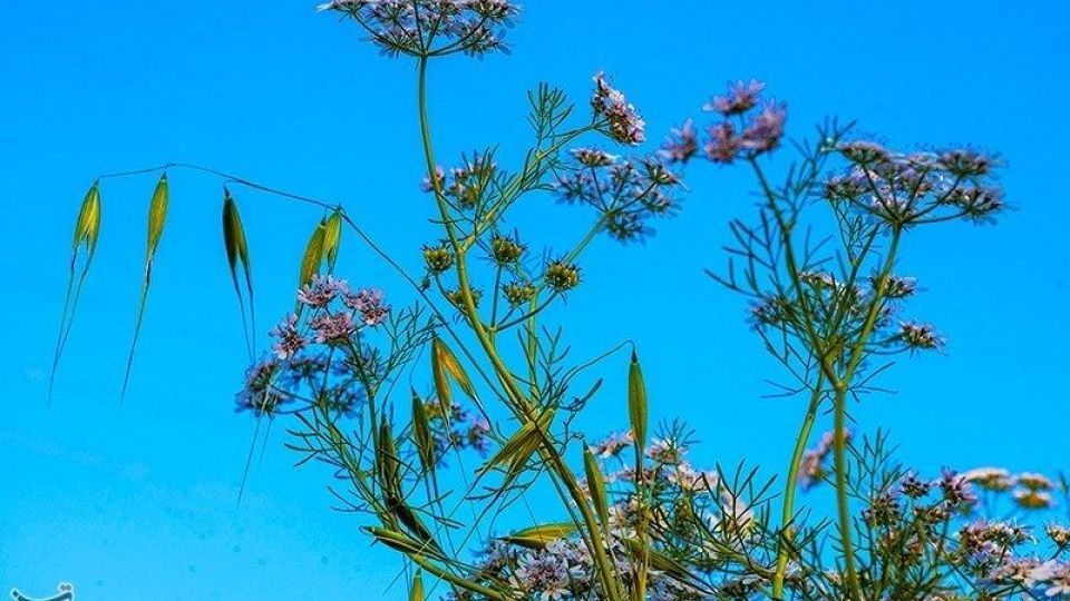 مزارع گشنیز در سلسله و دلفان مزارع گشنیز در سلسله و دلفان