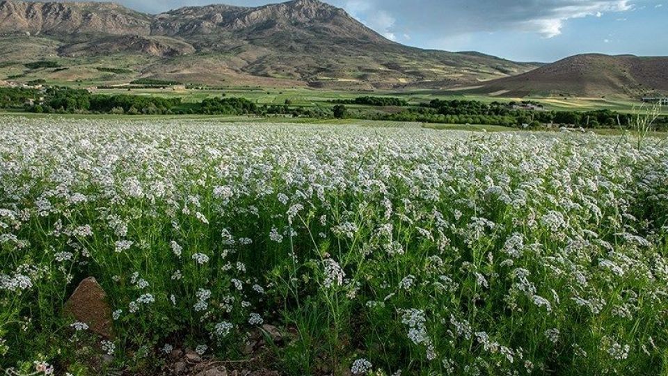 مزارع گشنیز در سلسله و دلفان مزارع گشنیز در سلسله و دلفان