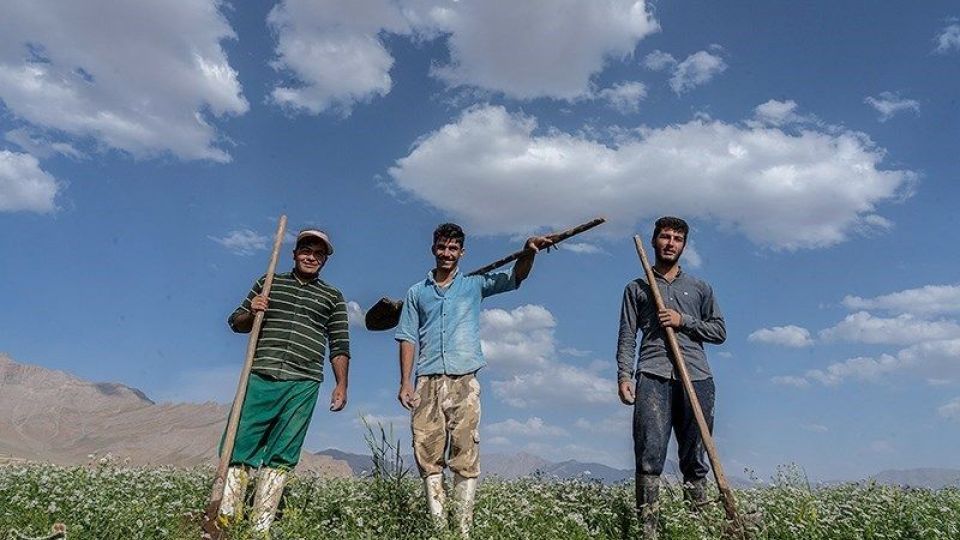 مزارع گشنیز در سلسله و دلفان مزارع گشنیز در سلسله و دلفان