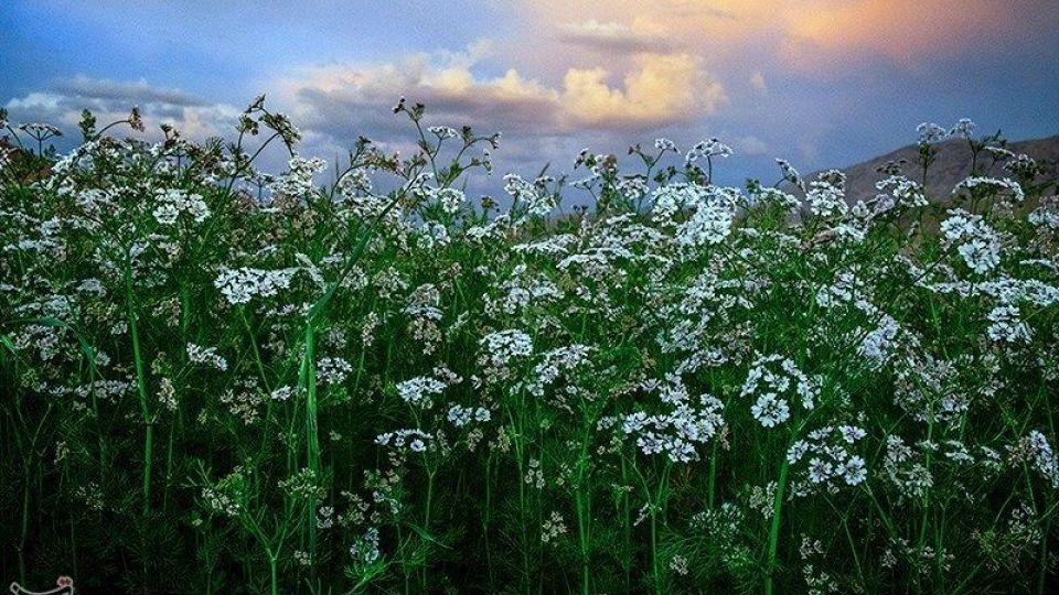 مزارع گشنیز در سلسله و دلفان مزارع گشنیز در سلسله و دلفان