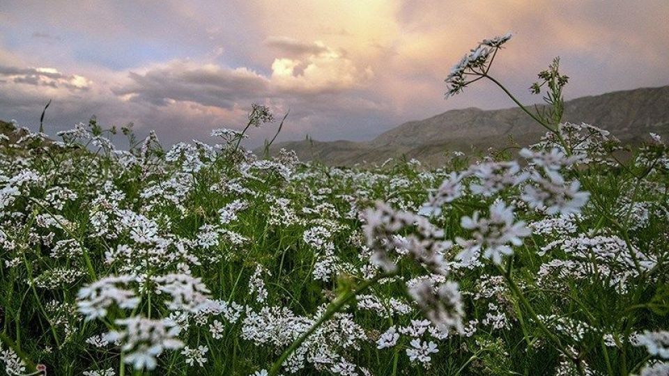 مزارع گشنیز در سلسله و دلفان مزارع گشنیز در سلسله و دلفان