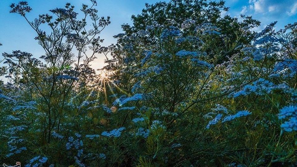 مزارع گشنیز در سلسله و دلفان مزارع گشنیز در سلسله و دلفان