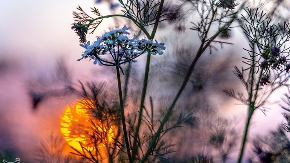 مزارع گشنیز در سلسله و دلفان مزارع گشنیز در سلسله و دلفان