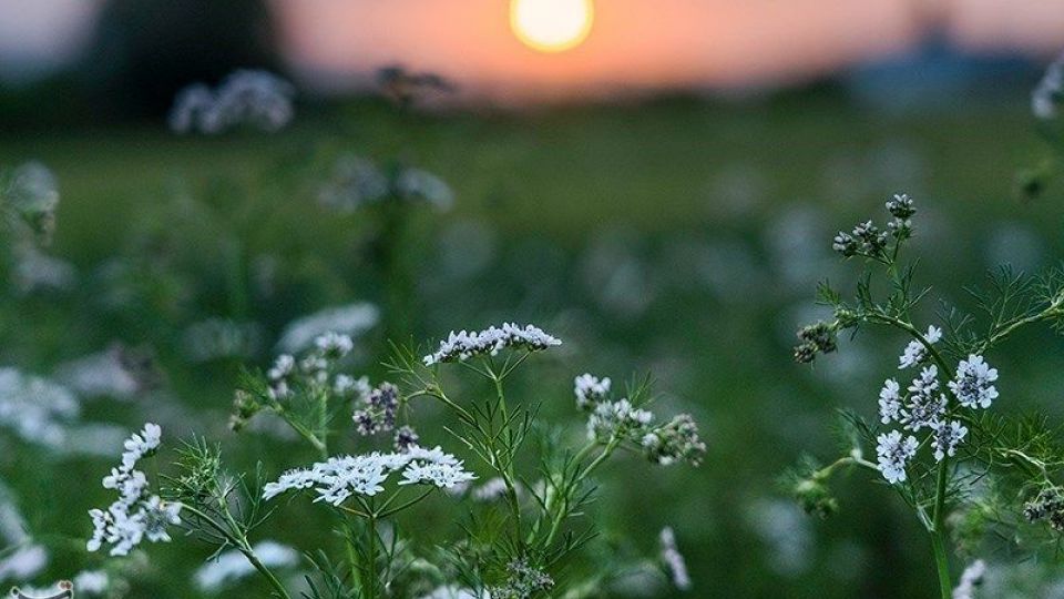 مزارع گشنیز در سلسله و دلفان مزارع گشنیز در سلسله و دلفان
