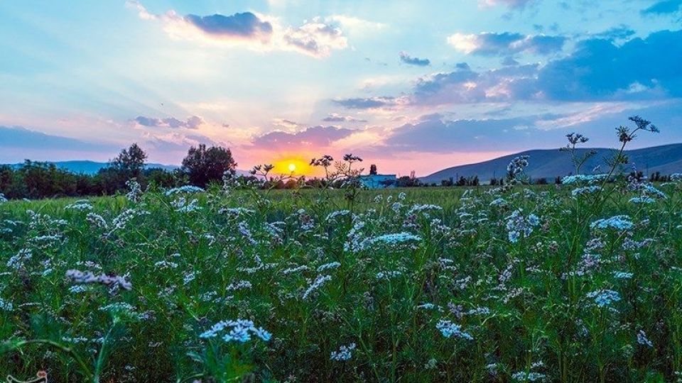 مزارع گشنیز در سلسله و دلفان مزارع گشنیز در سلسله و دلفان