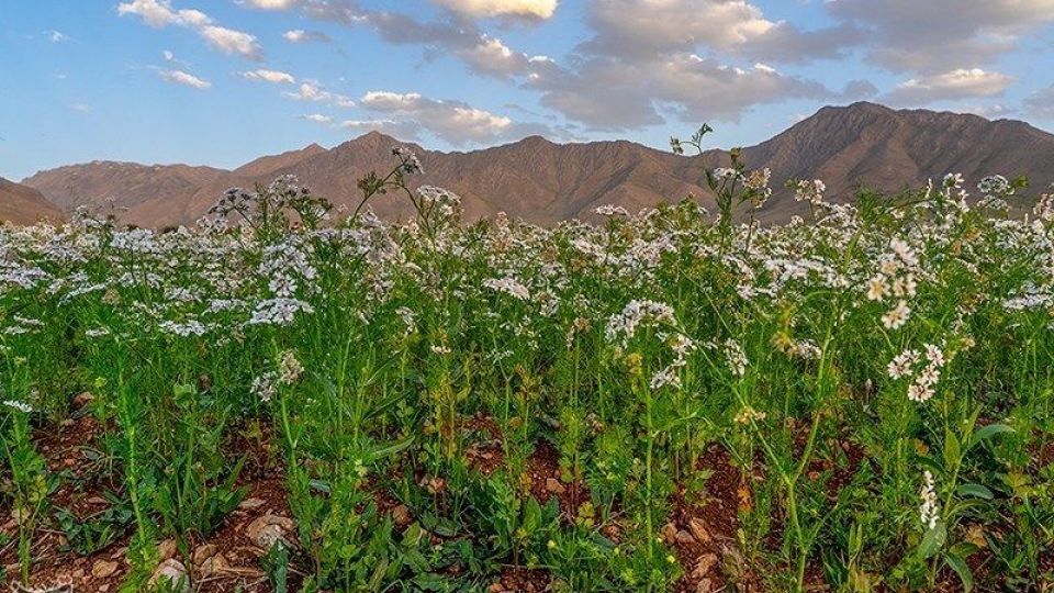 مزارع گشنیز در سلسله و دلفان مزارع گشنیز در سلسله و دلفان