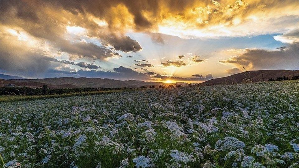 مزارع گشنیز در سلسله و دلفان مزارع گشنیز در سلسله و دلفان