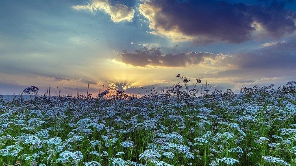 مزارع گشنیز در سلسله و دلفان مزارع گشنیز در سلسله و دلفان