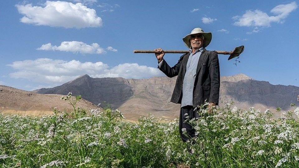 مزارع گشنیز در سلسله و دلفان مزارع گشنیز در سلسله و دلفان