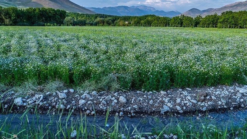 مزارع گشنیز در سلسله و دلفان مزارع گشنیز در سلسله و دلفان