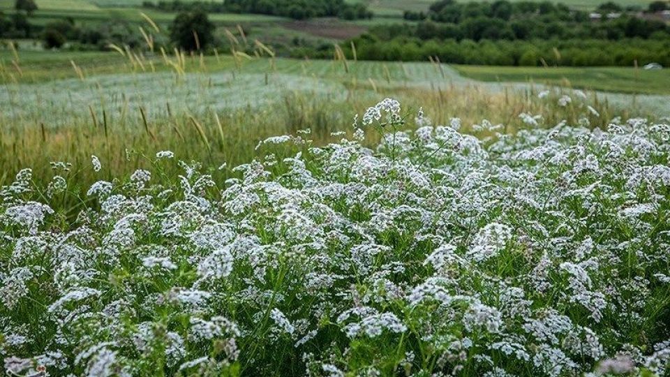 مزارع گشنیز در سلسله و دلفان مزارع گشنیز در سلسله و دلفان