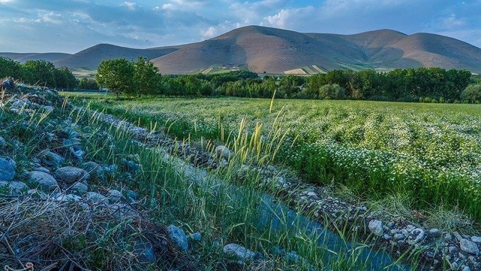 مزارع گشنیز در سلسله و دلفان مزارع گشنیز در سلسله و دلفان