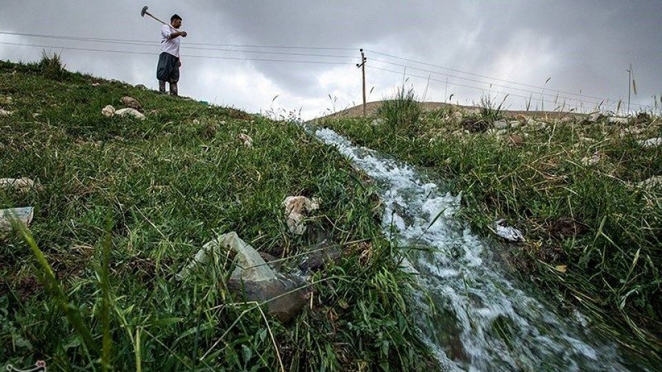 مزارع گشنیز در سلسله و دلفان مزارع گشنیز در سلسله و دلفان