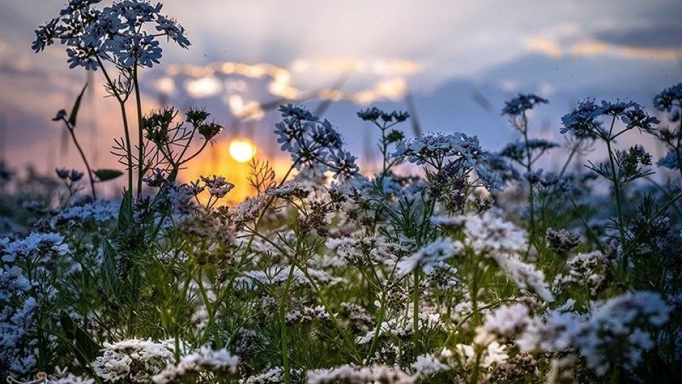 مزارع گشنیز در سلسله و دلفان مزارع گشنیز در سلسله و دلفان