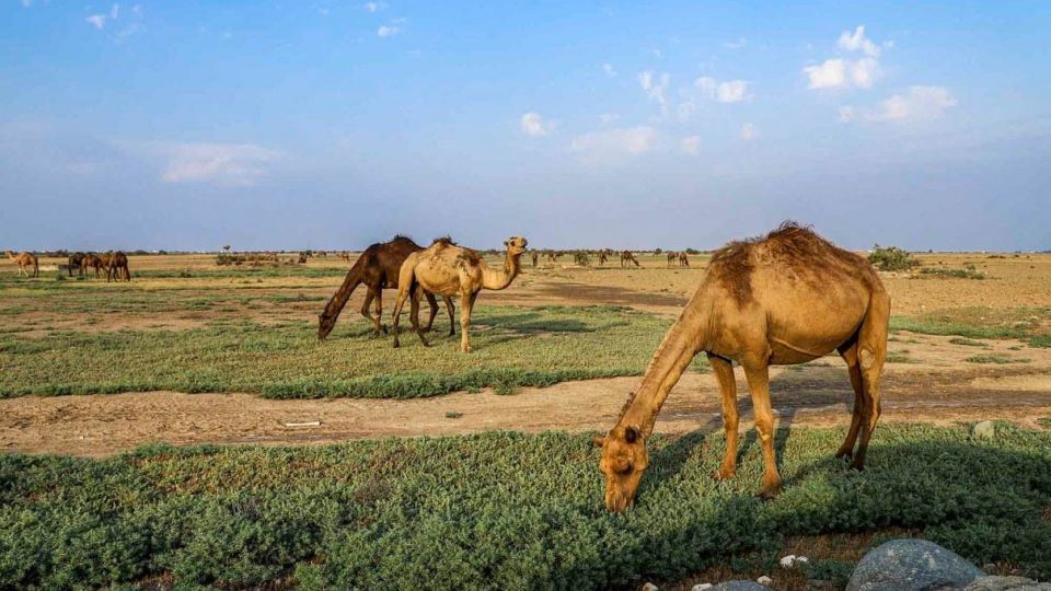 «خلیج گرگان» در جدال با خشکسالی «خلیج گرگان» در جدال با خشکسالی
