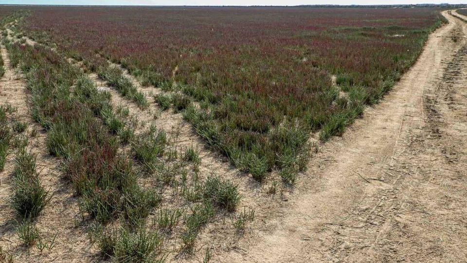 «خلیج گرگان» در جدال با خشکسالی «خلیج گرگان» در جدال با خشکسالی