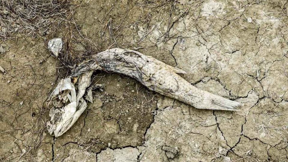 «خلیج گرگان» در جدال با خشکسالی «خلیج گرگان» در جدال با خشکسالی