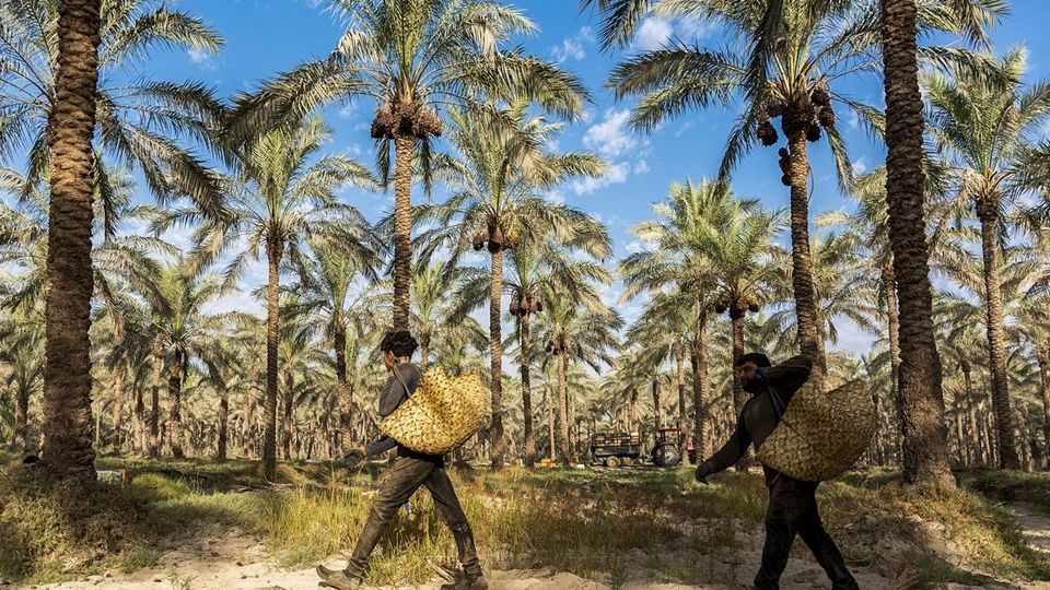 برداشت خرما از نخلستان های جنوب - بوشهر برداشت خرما از نخلستان های جنوب - بوشهر