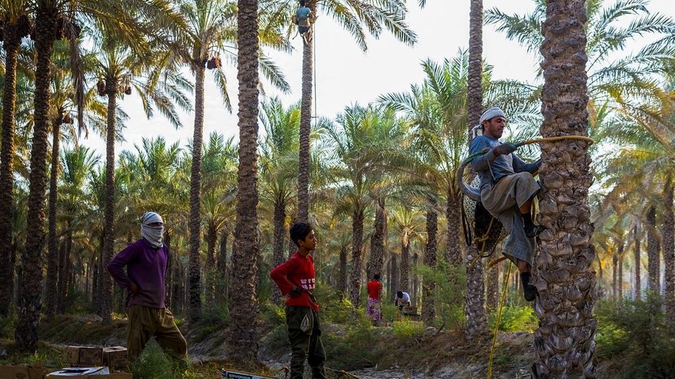 برداشت خرما از نخلستان های جنوب - بوشهر برداشت خرما از نخلستان های جنوب - بوشهر