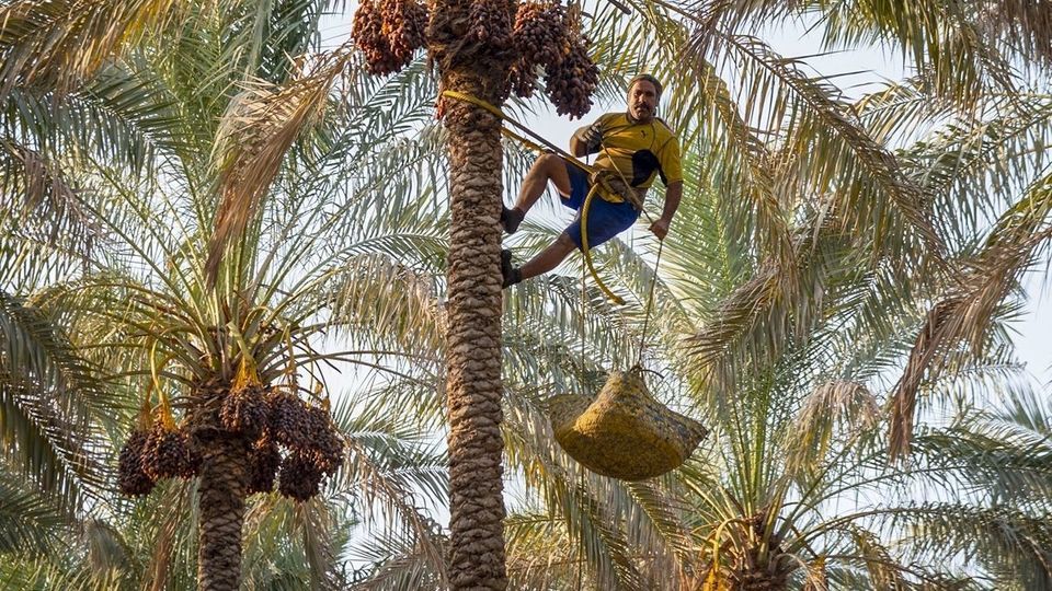 برداشت خرما از نخلستان های جنوب - بوشهر برداشت خرما از نخلستان های جنوب - بوشهر
