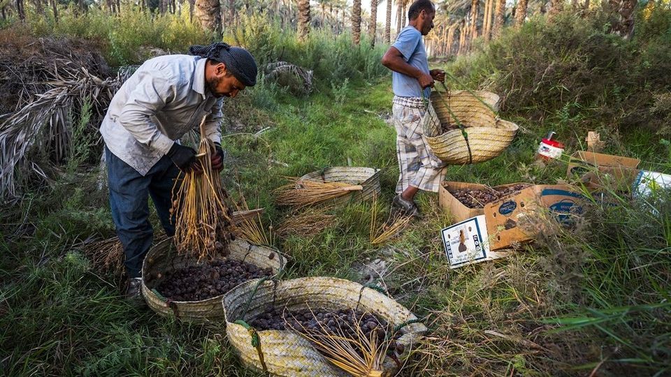 برداشت خرما از نخلستان های جنوب - بوشهر برداشت خرما از نخلستان های جنوب - بوشهر