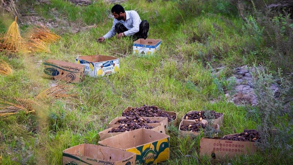 برداشت خرما از نخلستان های جنوب - بوشهر برداشت خرما از نخلستان های جنوب - بوشهر