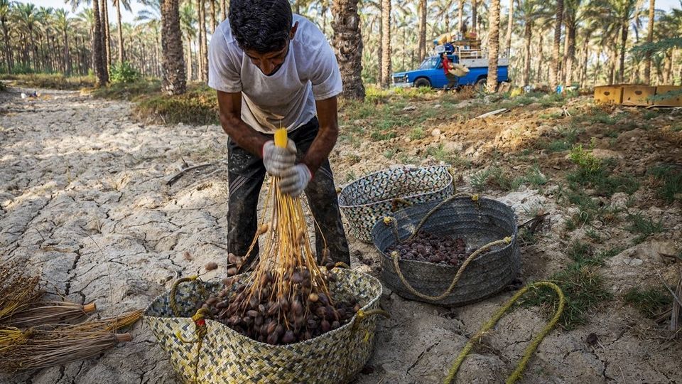 برداشت خرما از نخلستان های جنوب - بوشهر برداشت خرما از نخلستان های جنوب - بوشهر