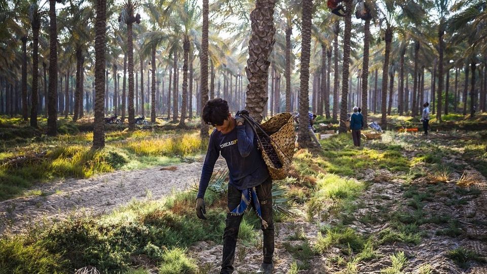 برداشت خرما از نخلستان های جنوب - بوشهر برداشت خرما از نخلستان های جنوب - بوشهر