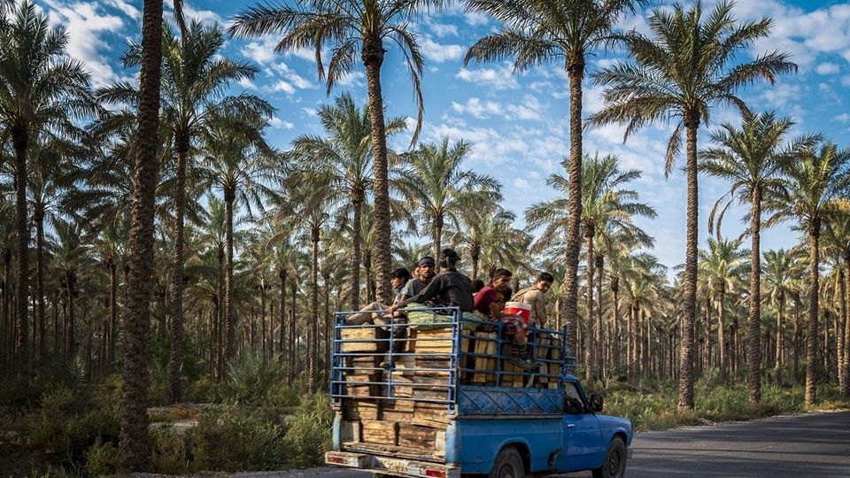 برداشت خرما از نخلستان های جنوب - بوشهر برداشت خرما از نخلستان های جنوب - بوشهر