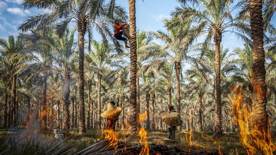 برداشت خرما از نخلستان های جنوب - بوشهر برداشت خرما از نخلستان های جنوب - بوشهر