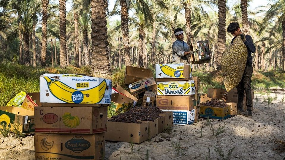 برداشت خرما از نخلستان های جنوب - بوشهر برداشت خرما از نخلستان های جنوب - بوشهر