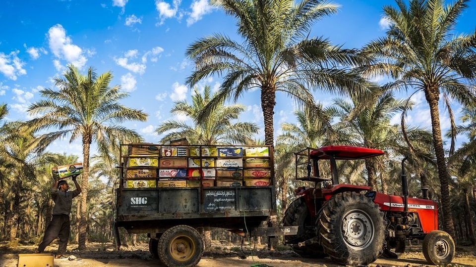برداشت خرما از نخلستان های جنوب - بوشهر برداشت خرما از نخلستان های جنوب - بوشهر