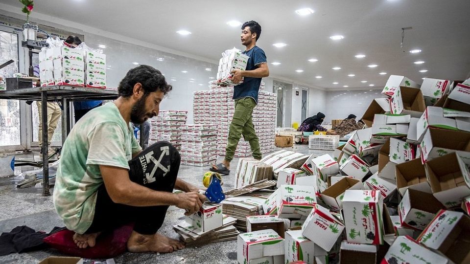 برداشت خرما از نخلستان های جنوب - بوشهر برداشت خرما از نخلستان های جنوب - بوشهر