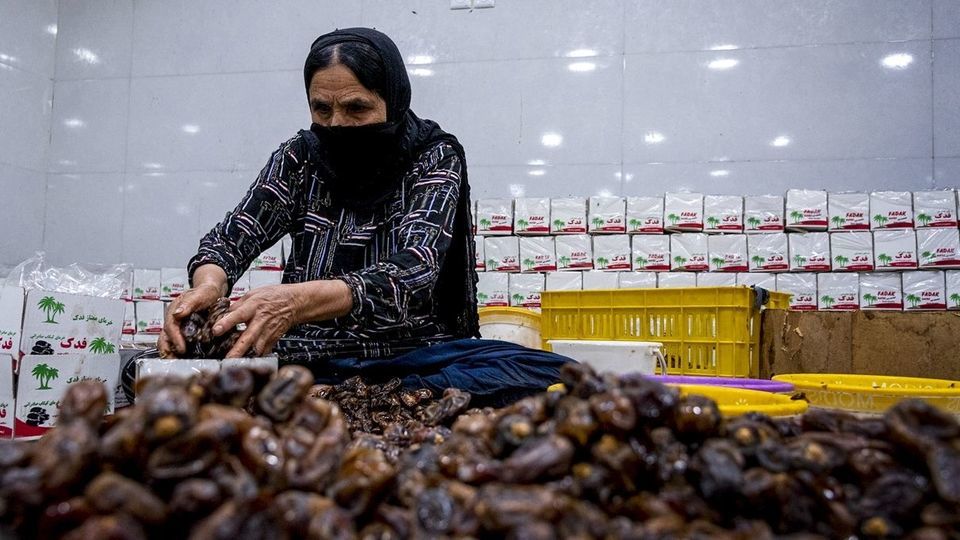 برداشت خرما از نخلستان های جنوب - بوشهر برداشت خرما از نخلستان های جنوب - بوشهر