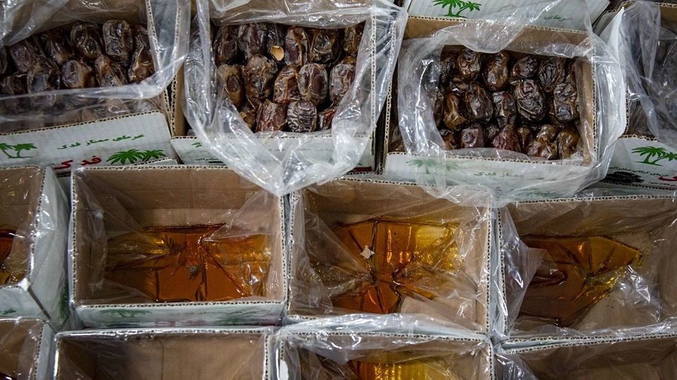 برداشت خرما از نخلستان های جنوب - بوشهر برداشت خرما از نخلستان های جنوب - بوشهر