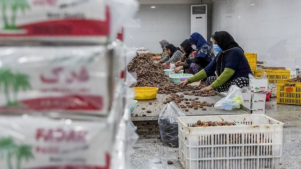 برداشت خرما از نخلستان های جنوب - بوشهر برداشت خرما از نخلستان های جنوب - بوشهر