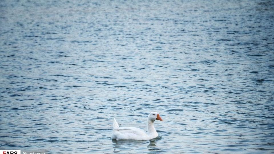 زیباییهای تالاب گلمرز ارومیه زیباییهای تالاب گلمرز ارومیه